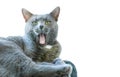 Cat with mouth open Royalty Free Stock Photo