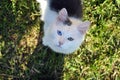 cat with multi-colored eyes in the grass in the garden