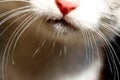 Cat mustache Royalty Free Stock Photo