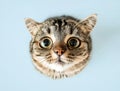 Cat muzzle on a blue background. View from above Royalty Free Stock Photo