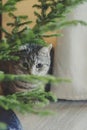 Cat with mysterious eyes peeking from behind a tree Royalty Free Stock Photo