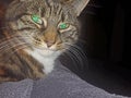 Female cat Nanou aggitated