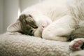 Cat nap Royalty Free Stock Photo