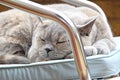 Cat napping Royalty Free Stock Photo