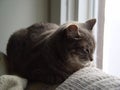 Cat napping near a window