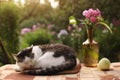 Cat napping sleep with flox flowers in vase Royalty Free Stock Photo