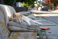 cat napping on a sofa left on the sidewalk Royalty Free Stock Photo