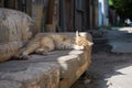 cat napping on a sunfaded sofa in a back alley