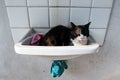 Cat napping in a washbasin Royalty Free Stock Photo