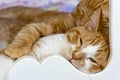 tabby cats napping in bed