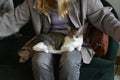 Cat Naps on Lap While Customer Plays With Other Cats - Mewsic Kitty Cafe Royalty Free Stock Photo