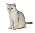 Cat with narrowed eyes. Royalty Free Stock Photo