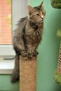 Cat narrowed eyes sitting on a pole Royalty Free Stock Photo