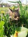 Cat in the nature