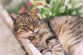 Pampered cat enjoy in nature Royalty Free Stock Photo