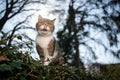 Cat in nature Royalty Free Stock Photo