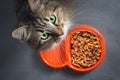 Cat near a bowl with food looking up Royalty Free Stock Photo