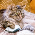 A cat near a computer mouse. Work in the office at the computer. Square format_