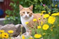 cat near marigold plants as pest deterrent