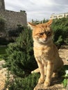 Cat near Old City Walls during Holy Saturday in Jerusalem, Israel. Royalty Free Stock Photo