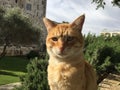 Cat near Old City Walls during Holy Saturday in Jerusalem, Israel. Royalty Free Stock Photo