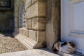 The cat is near the old door. Royalty Free Stock Photo