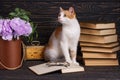 Cat near open book with glasses. Fluffy kitty sitting on a shelf Royalty Free Stock Photo