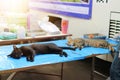 Cat neutering surgery by veterinary surgery beds, select some focus points Pet care concepts