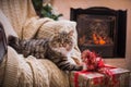 Cat, new year holidays, christmas, christmas tree