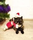 A cat next to a Christmas tree Royalty Free Stock Photo