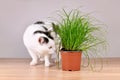 Cat next to potted grass \'Cyperus Zumula\'