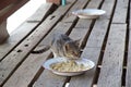 Cat at Nga Phe Chaung Monastery Myanmar Royalty Free Stock Photo