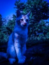 The cat night Royalty Free Stock Photo