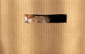Cat nose through cardboard hole Royalty Free Stock Photo