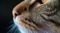 Cat nose close up day light with copy space Royalty Free Stock Photo