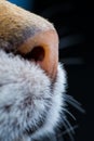 Cat nose closeup sideview Royalty Free Stock Photo