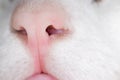 Cat nose. macro