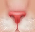 Cat nose realistic pet face sniff element Royalty Free Stock Photo