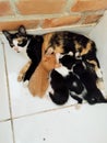 cat nursing four kittens Royalty Free Stock Photo