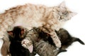 Cat nursing her kittens Royalty Free Stock Photo
