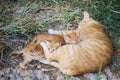 Cat Nursing her Kittens Royalty Free Stock Photo