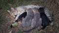 Cat Nursing her Kittens Royalty Free Stock Photo