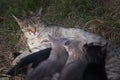 Cat Nursing her Kittens Royalty Free Stock Photo