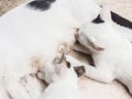 Cat nursing her kittens Royalty Free Stock Photo