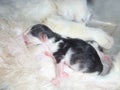 Cat nursing her newborn kittens Royalty Free Stock Photo