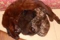 Cat nursing her newborn kittens Royalty Free Stock Photo