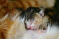 Cat nursing her newborn kittens Royalty Free Stock Photo