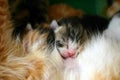 Cat nursing her newborn kittens Royalty Free Stock Photo