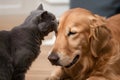 Cat nuzzles the dogs forehead with eyes closed in a loving moment indoors