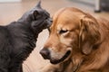 Cat nuzzles the dogs forehead with eyes closed in a loving moment indoors